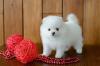 Puppies for sale Ukraine, Donetsk Pomeranian Spitz