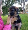 Puppies for sale Lithuania, Vilnius German Shepherd Dog