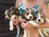 Puppies for sale United Kingdom, Edinburgh Beagle
