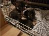 Puppies for sale United Kingdom, St. Helens Chihuahua