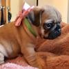 Puppies for sale United Kingdom, Norfolk Island Pug