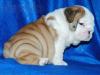 Puppies for sale USA, Alabama English Bulldog,  Puppies for sale English Bulldog