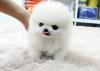 Puppies for sale USA, Maryland Pomeranian Spitz