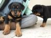 Puppies for sale Austria, Vienna Rottweiler