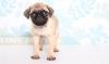 Puppies for sale Greece, Athens Pug