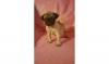 Puppies for sale Netherlands, Amsterdam Pug