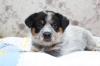 Продам щенка Россия, Барнаул Австралийская пастушья собака