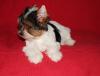 Puppies for sale USA, Arizona Yorkshire Terrier