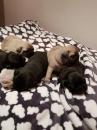 Puppies for sale USA, Louisiana Pug