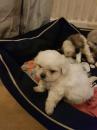 Puppies for sale USA, Texas Maltese