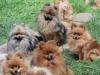 Puppies for sale USA, Minnesota Pomeranian Spitz