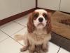 Puppies for sale USA, Oklahoma King Charles Spaniel