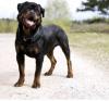 Puppies for sale USA, Michigan Rottweiler