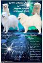 Puppies for sale Hungary, Budapest Samoyed dog (Samoyed)