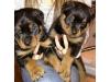 Puppies for sale Belgium, Brussels Rottweiler