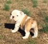 Puppies for sale United Kingdom, London English Bulldog