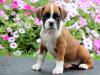 Puppies for sale USA, Arizona Boxer