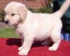 Puppies for sale USA, Texas Golden Retriever, puppies