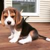 Puppies for sale USA, Georgia Beagle