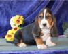 Puppies for sale USA, Illinois, Chicago Basset Hound