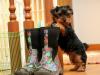 Puppies for sale USA, New York Yorkshire Terrier