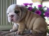 Puppies for sale USA, Nevada, Las Vegas, NV 89101 English Bulldog