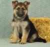 Puppies for sale USA, California German Shepherd Dog