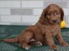 Puppies for sale USA, North Carolina Poodle