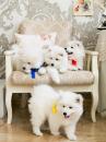 Puppies for sale USA, Alabama Samoyed dog (Samoyed)