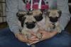 Puppies for sale Malta, Valletta Pug