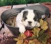 Puppies for sale USA, New York English Bulldog