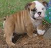 Puppies for sale Germany, Yen English Bulldog