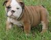 Puppies for sale Germany, Bremen English Bulldog