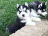 Puppies for sale Germany, Dortmund Other breed