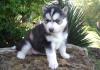 Puppies for sale Germany, Stuttgart Other breed