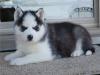 Puppies for sale Germany, Wurzburg Other breed