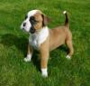 Puppies for sale Germany, Nuremberg Boxer