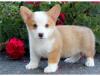 Puppies for sale Germany, Berlin Other breed, Pembroke Welsh Corgi