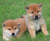 Puppies for sale Germany, Kayzerslauten Other breed, Shiba Inu