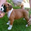 Puppies for sale Germany, Dortmund Boxer