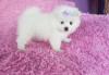 Puppies for sale USA, California, Los Angeles Pomeranian Spitz