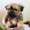 Puppies for sale USA, California, Los Angeles Yorkshire Terrier