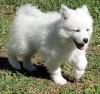 Puppies for sale United Kingdom, Perth Eskimo dog