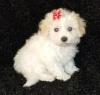 Puppies for sale United Kingdom, Bristol Bichon