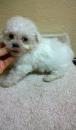 Puppies for sale USA, Connecticut Bichon