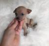 Puppies for sale United Kingdom, Aberdeen Chihuahua