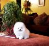 Puppies for sale United Kingdom, Birmingham Pomeranian Spitz