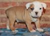 Puppies for sale United Kingdom, Belfast English Bulldog