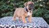 Puppies for sale United Kingdom, Chesterfield Picardie Shepherd, pitbull