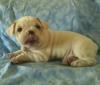 Puppies for sale United Kingdom, Dundee Pug